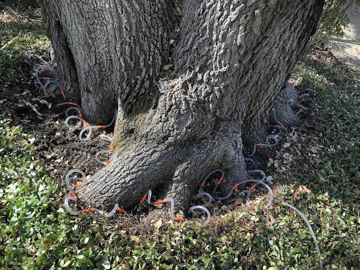 Detailed Tree Cabling and Bracing job site in Aurora