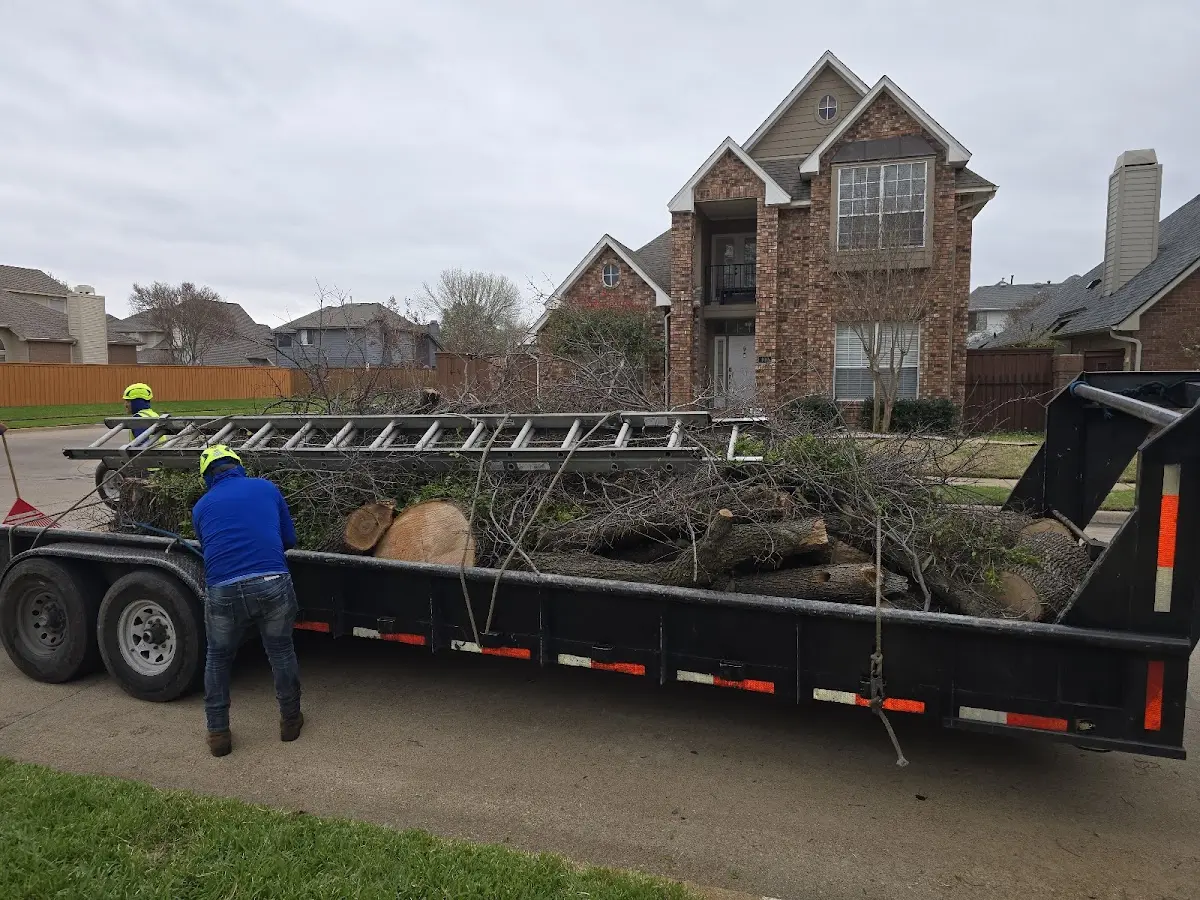 Expert Tree Removal with proper safety equipment in Aurora